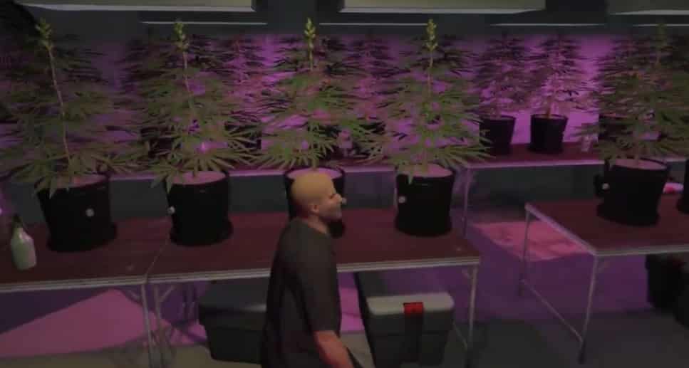 Secret Weed farm MLO 5